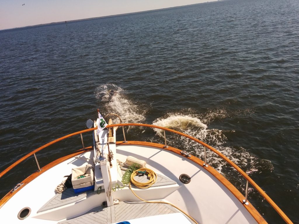 Gulf ICW Dolphins