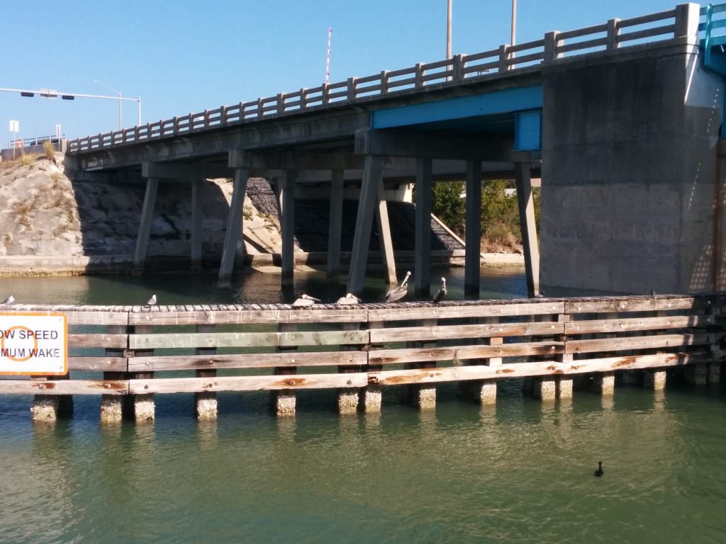 Bridge Pelicans