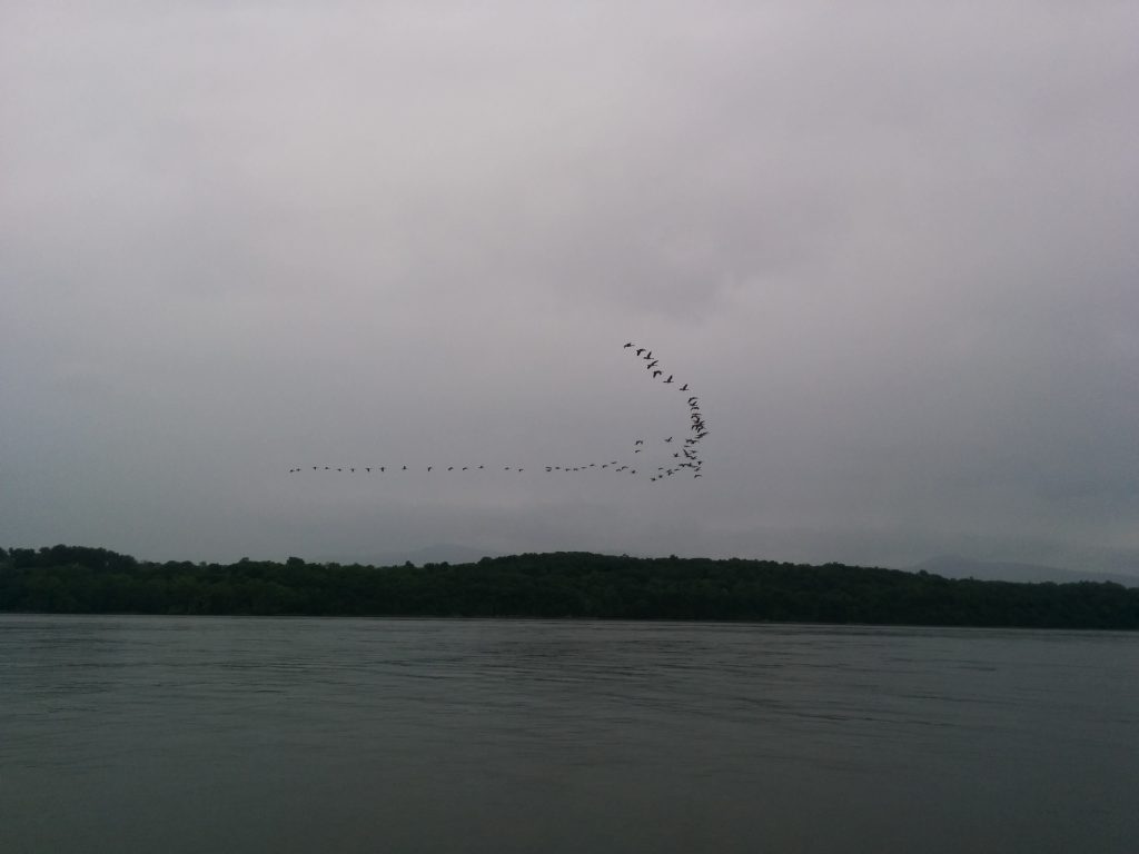 Birds Flying