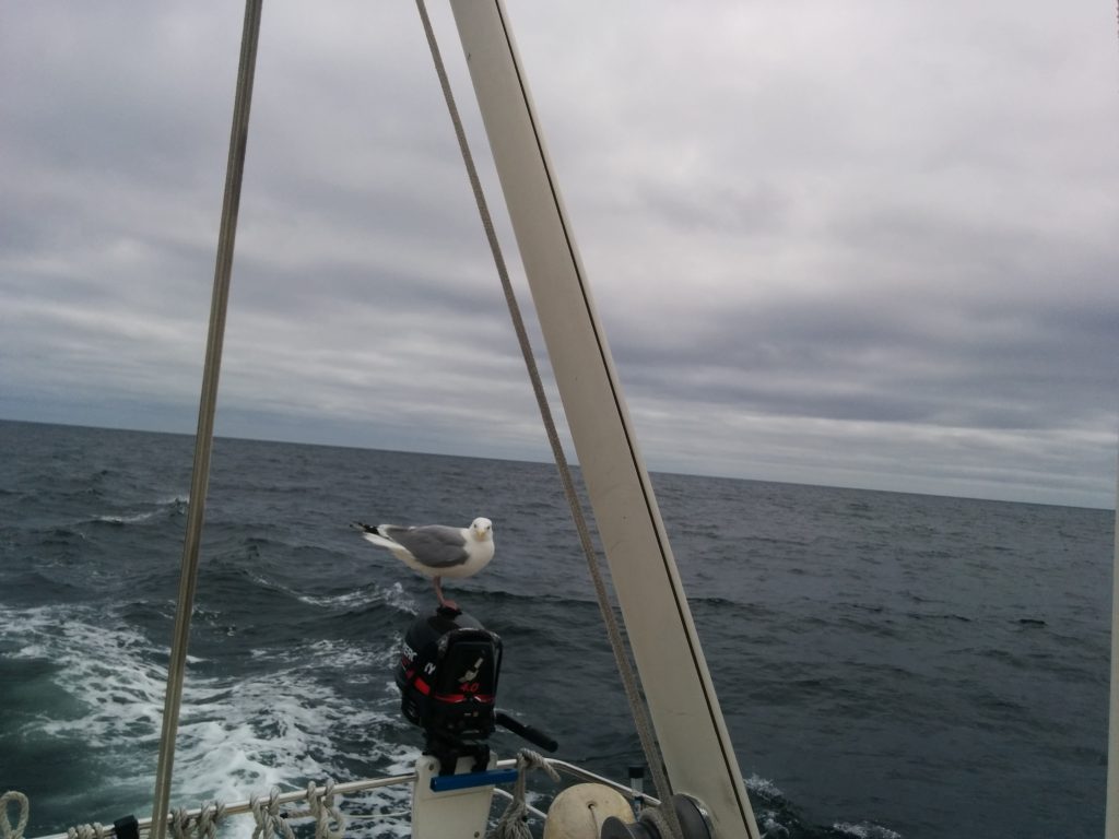 Seagull Stowaway