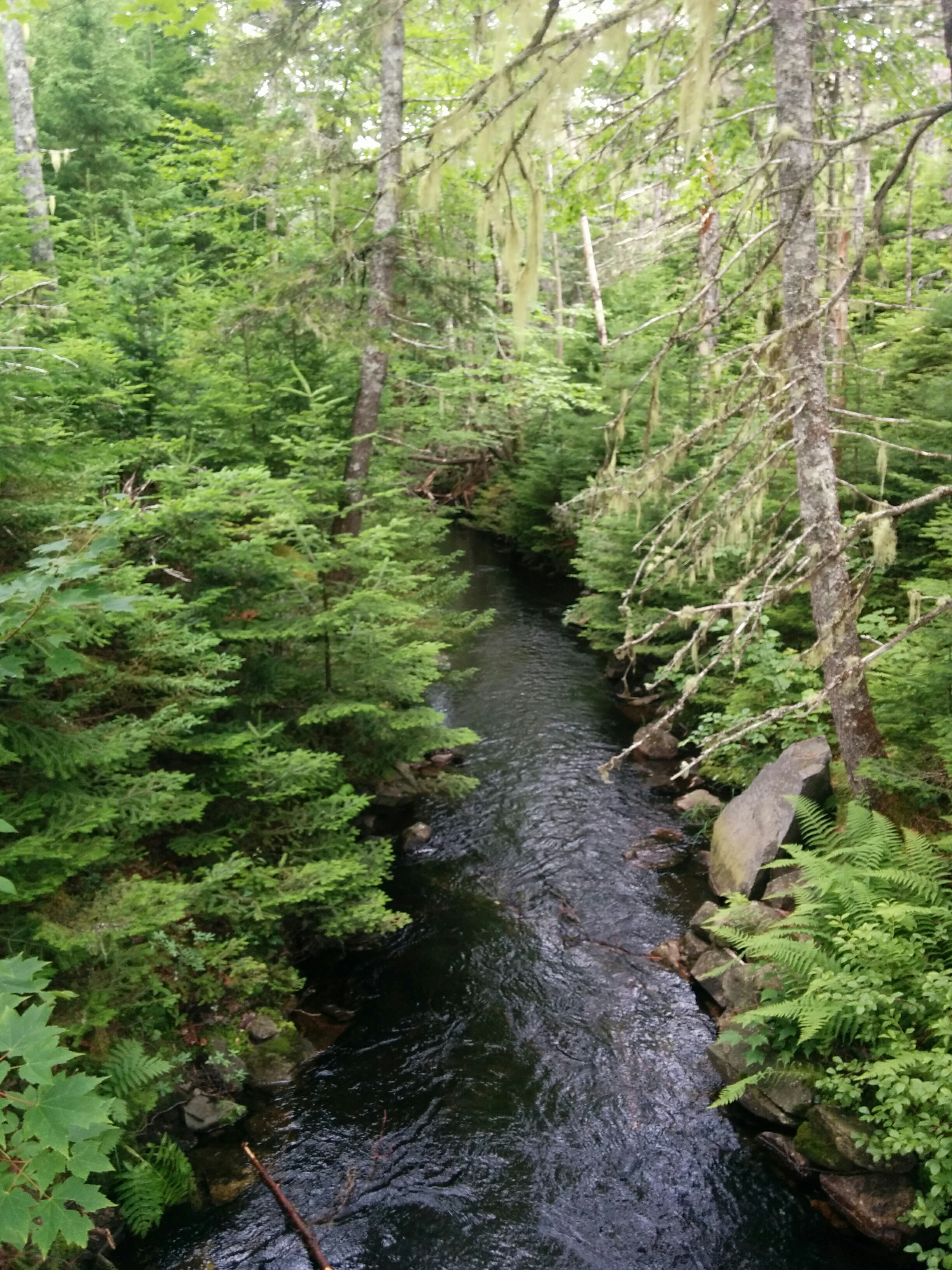 Sawmill Stream