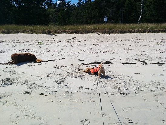 Sammy on the Beach