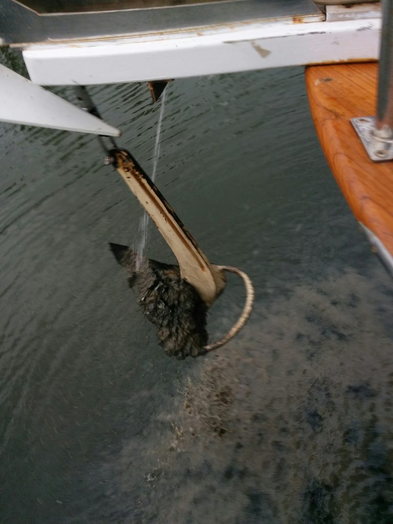 Mud on Anchor