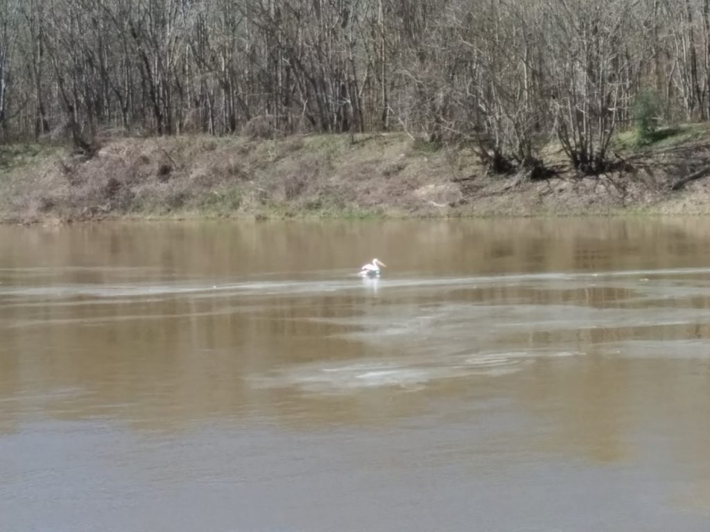 Bevill Lock Pelican