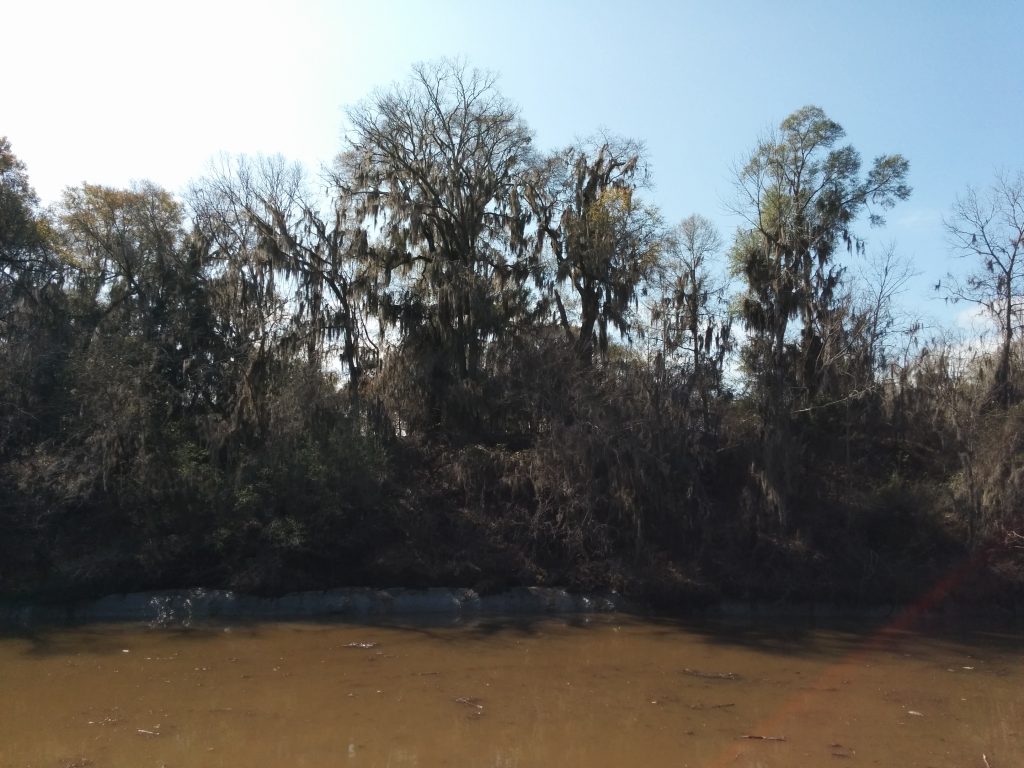 Spanish Moss