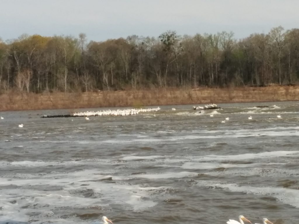 Pelican Colony