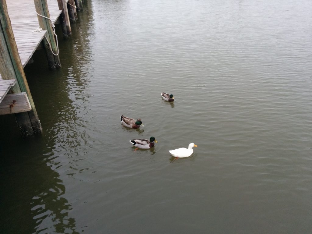 Dog River Ducks