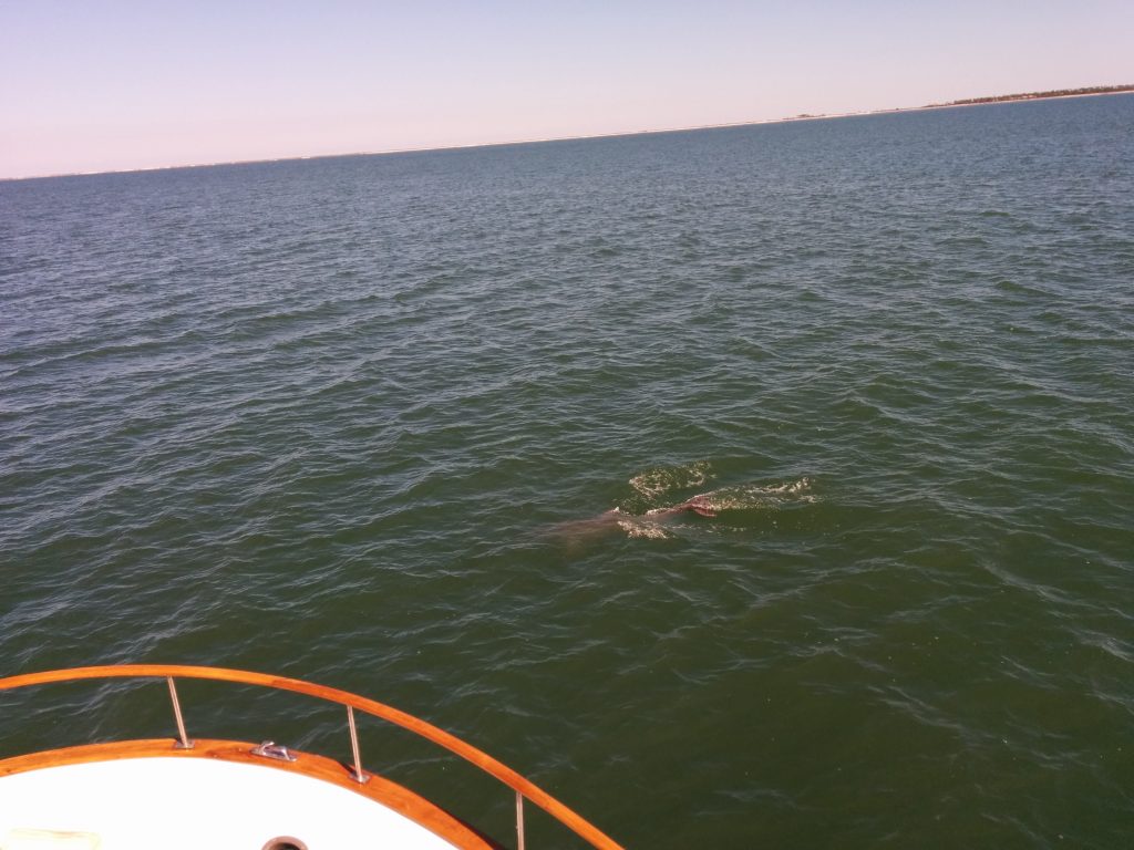 Apalachicola Dolphins