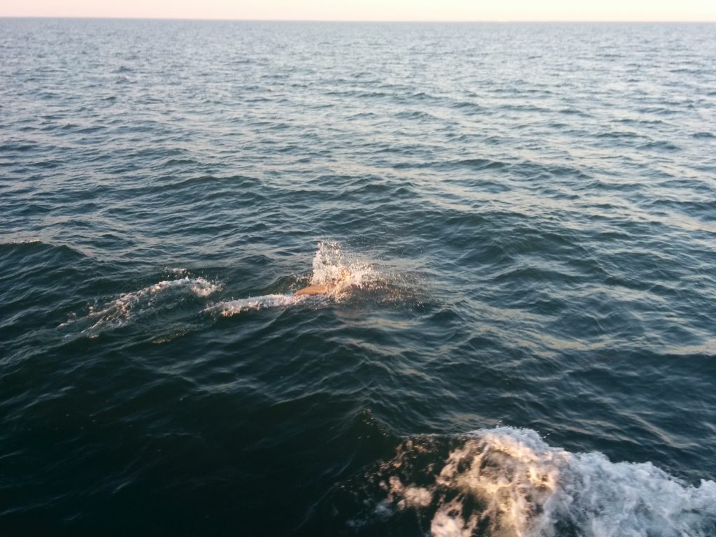 Gulf Dolphins