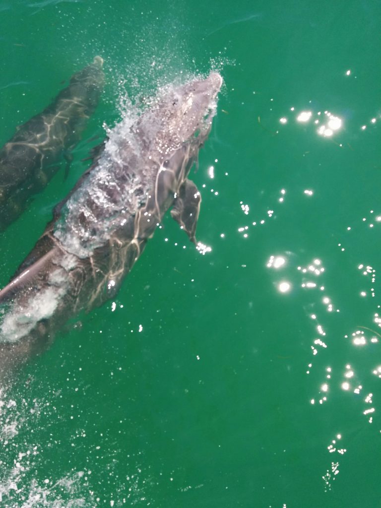 Gulf Dolphins