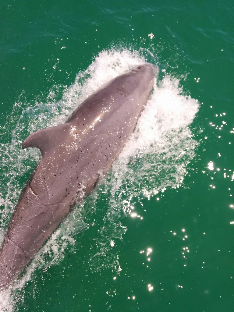 Gulf Dolphins