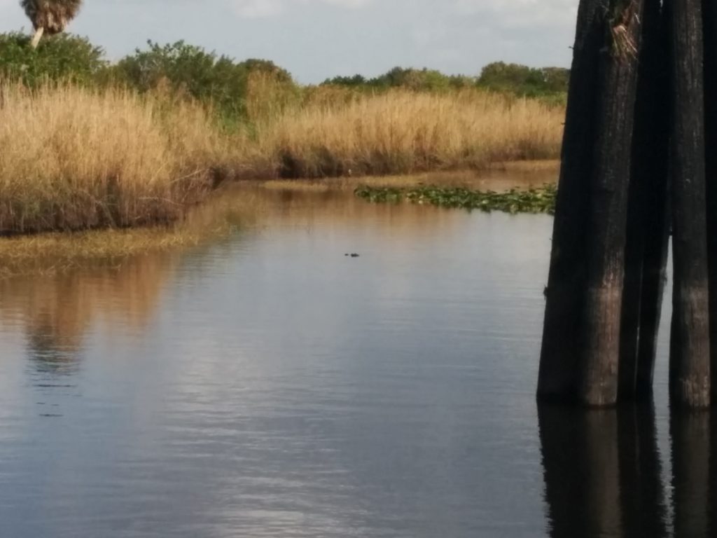 Clewiston Alligator