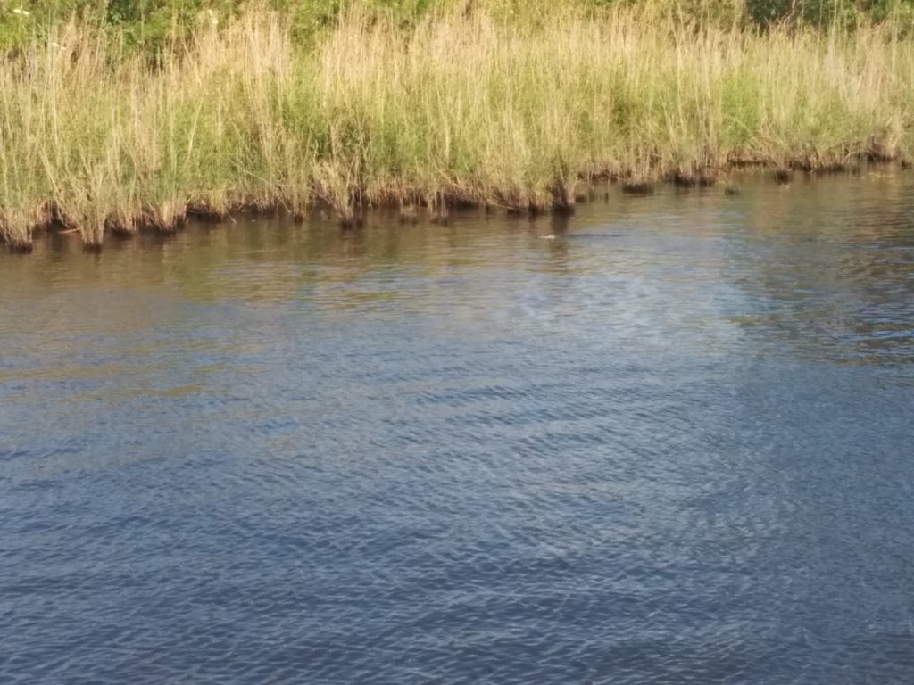 Okeechobee Aligator